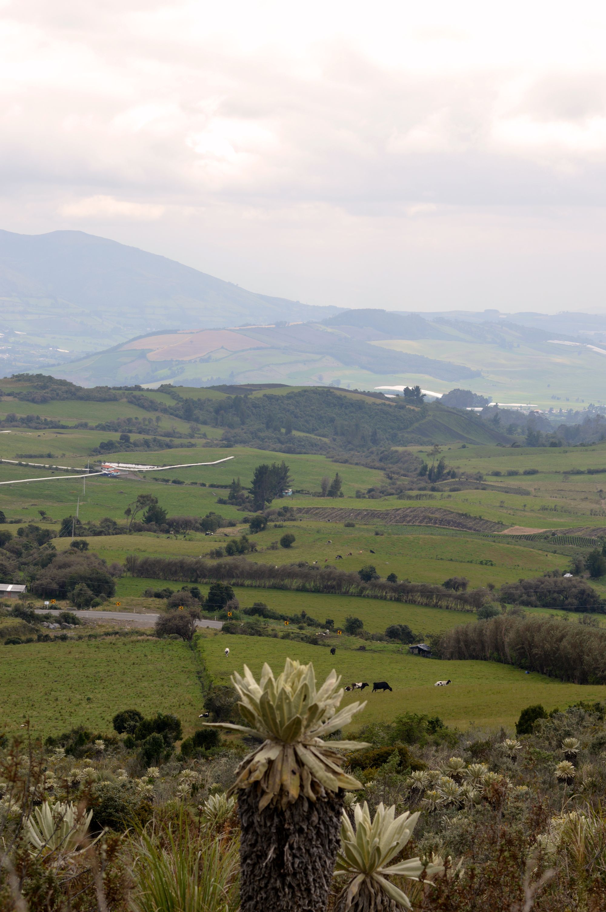 The páramo highlands of Carchi, Ecuador